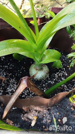 Индийский лук - лекарство от 100 болезней