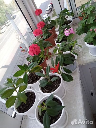 Герани и пеларгонии