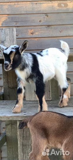 Камеруно - нигерийские козлята