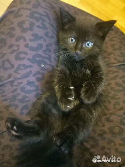 Котенок девочка от сиамской кошечки
