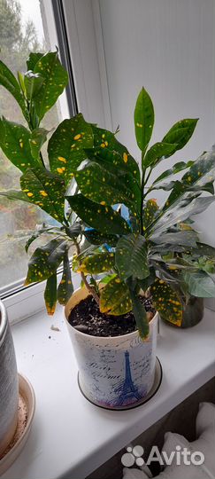 Цветы комнатные