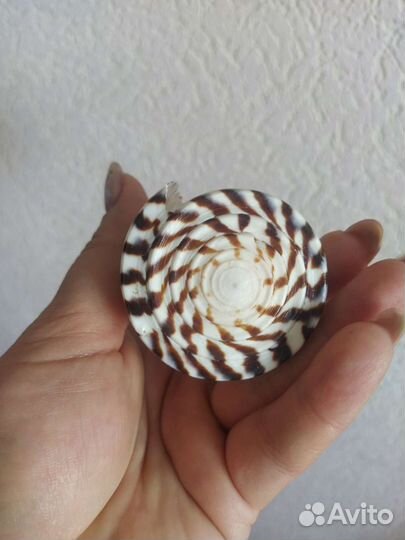 Морские ракушки раковины