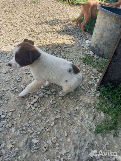 Щенки в добрые ручки