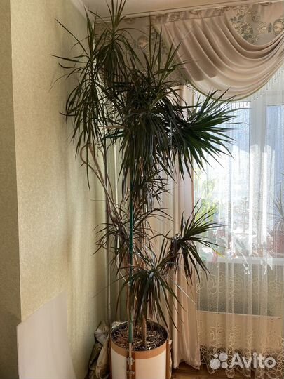 Пальма драцена