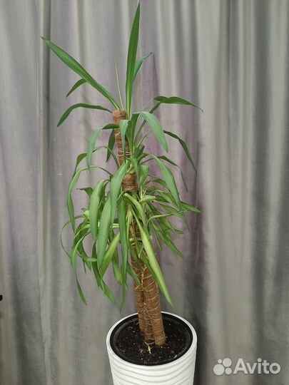 Продам пальму драцена