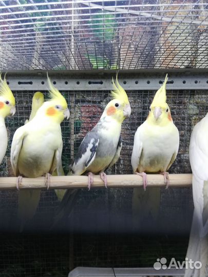 Попугай корелла, птенцы, клетка