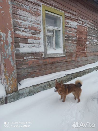 Собака в добрые руки отдам бесплатно