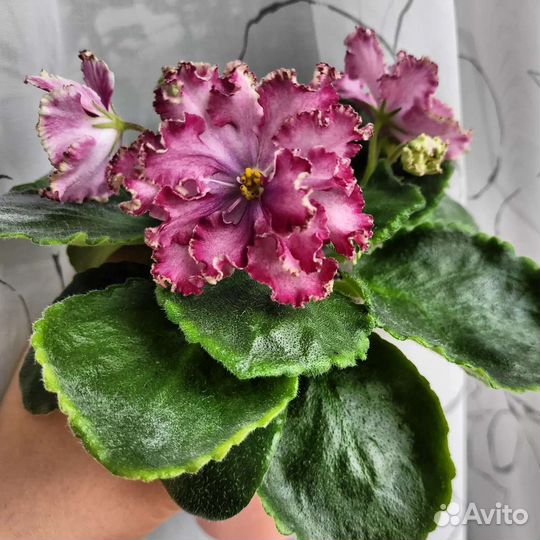 Фиалка лист на срез