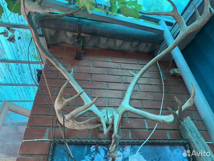 Рога оленя (огромные)