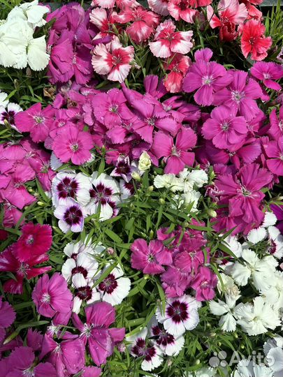 Гвоздика многолетняя