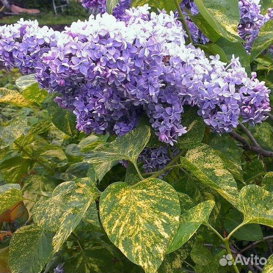 Сирень пестролистная Аукубафолия