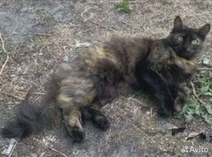 Добрая трёхцветная богатка в ответственные руки