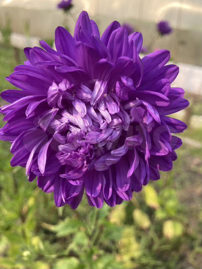 Дача 50 м² на участке 5 сот.