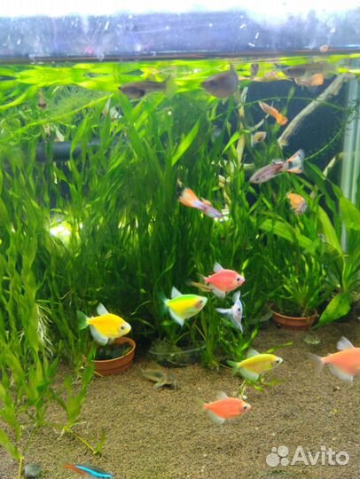 Рыбки аквариумные
