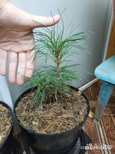 Кедр сибирский 4 года. Саженцы кедра