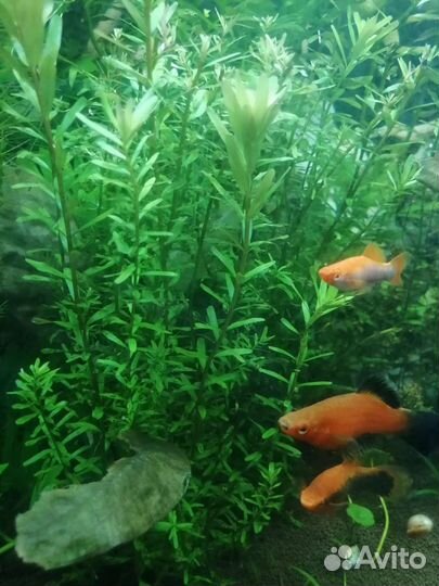 Аквариумные растения и рыбы