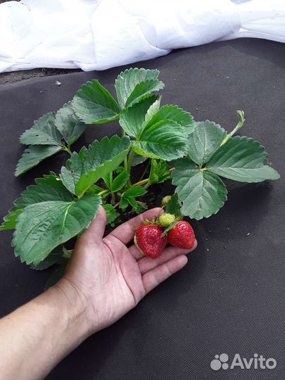 Рассада виктории 