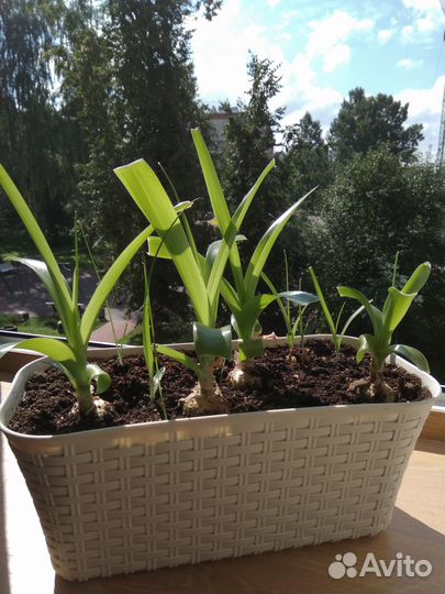 Индийский Лук