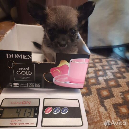 Щенки чихуахуа