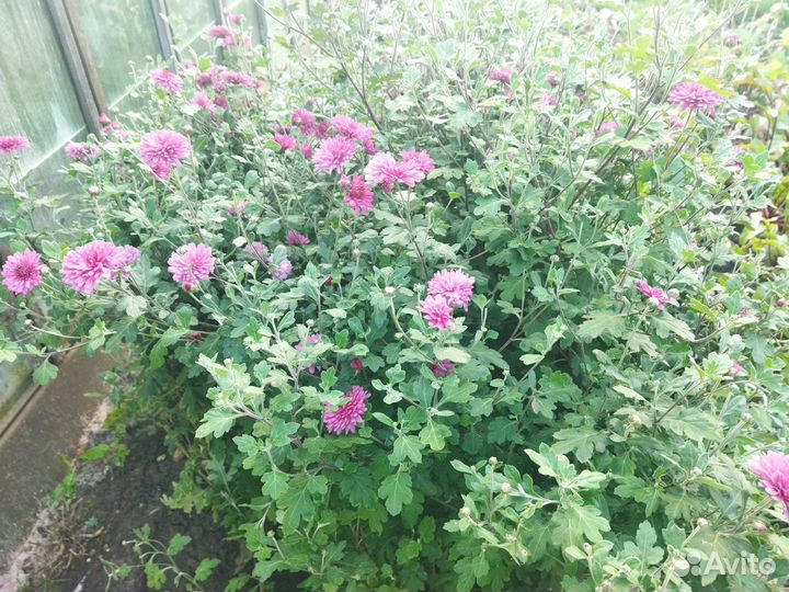 Хризантема