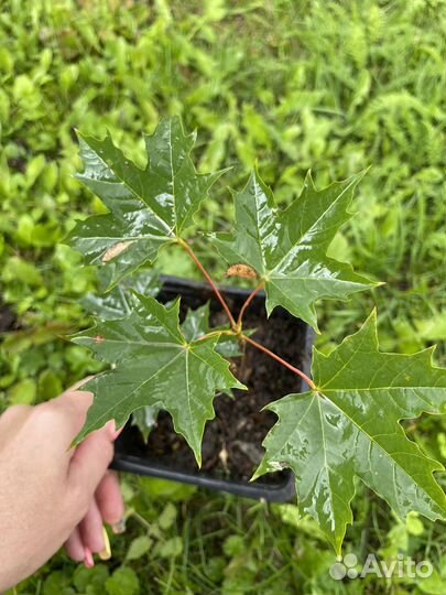 Саженцы клена