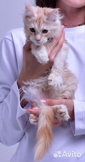 Мейн-кун котёнок котик