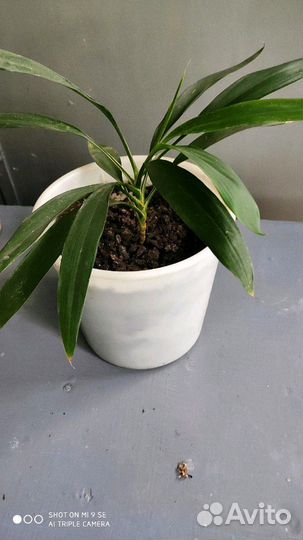 Папоротник