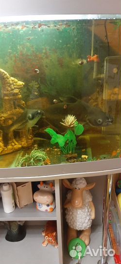 Рыбки большие для аквариума