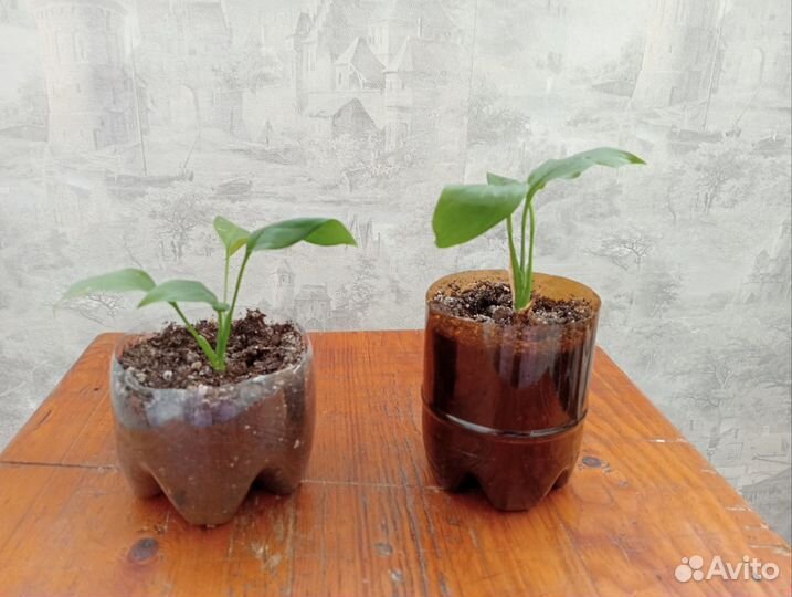 Спатифиллум