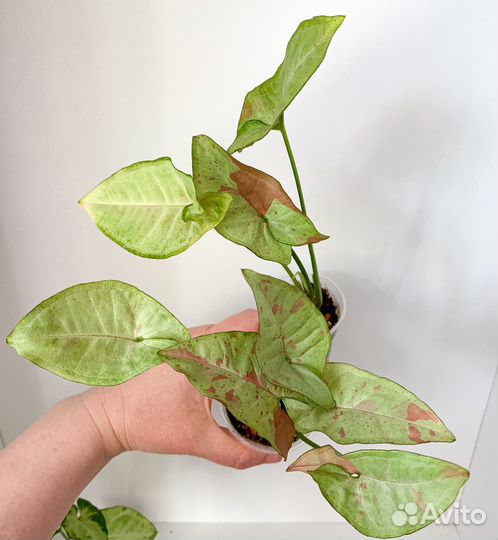 Сингониумы 1 часть