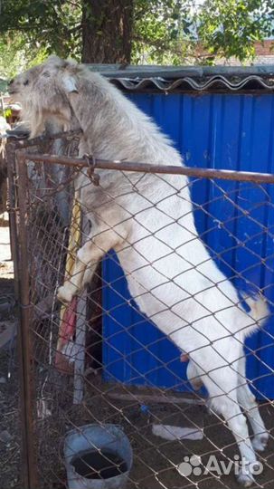 Козлики-1год.Козлята-6-7мес.Козы от года