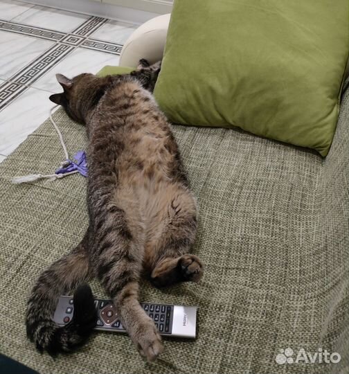 Пропал кот Мытищи Пограничная