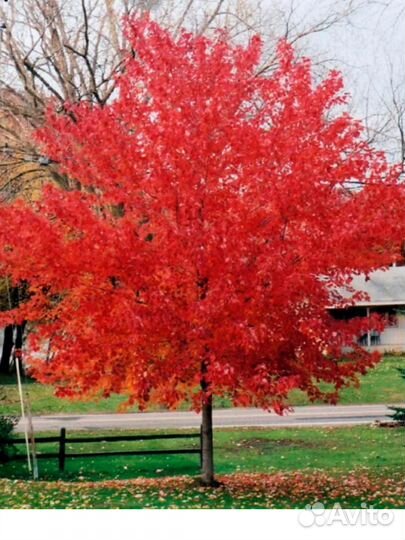 Клен Гиннала/ саженцы клена/ декоративные деревья