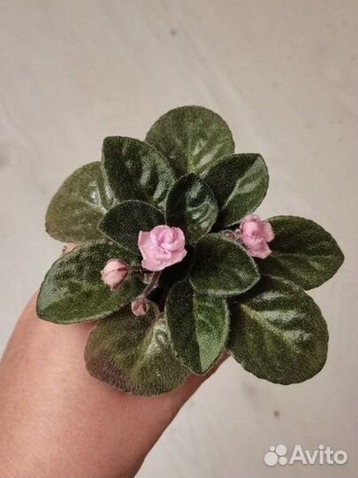 Фиалка бр-Прованс