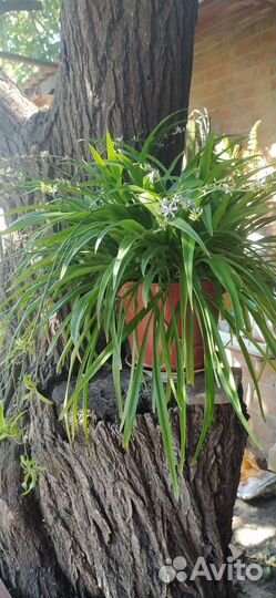 Цветок хлорофитум большой