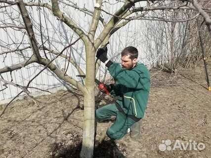 Обрезка плодовых деревьев