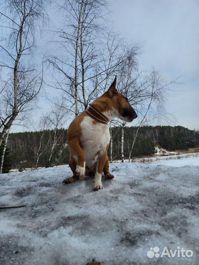 Обработаю собаку от клещей