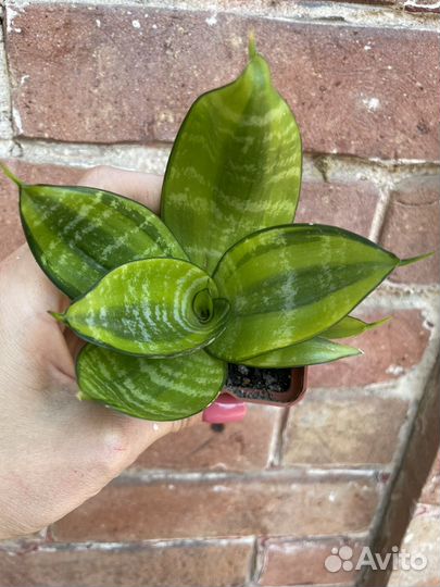 Сансевиерия сортовая