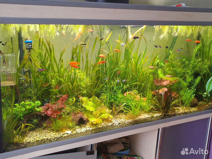 Аквариумные растения