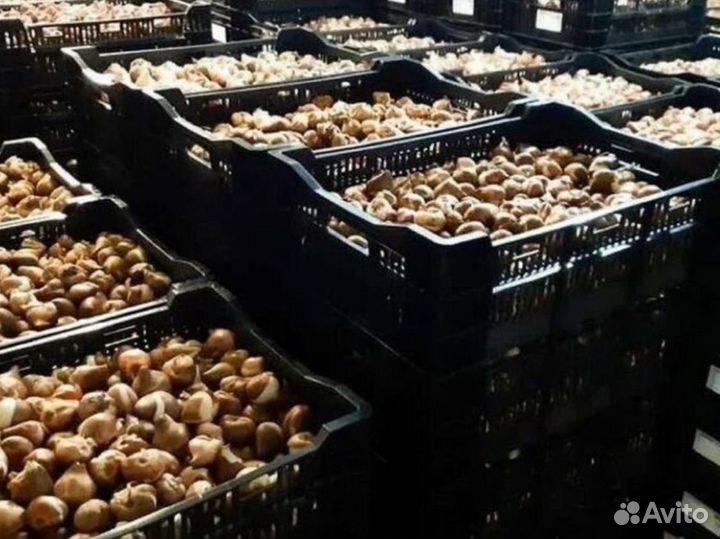 Луковицы тюльпанов оптом