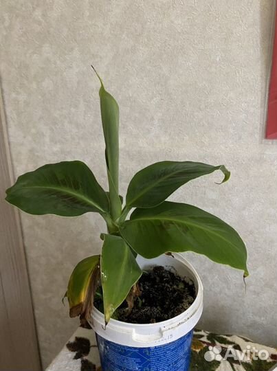 Карликовый банан