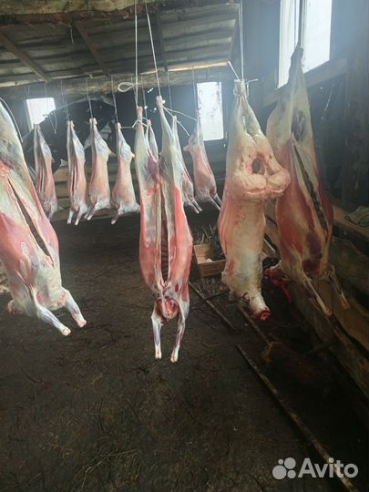 Баранина свежая