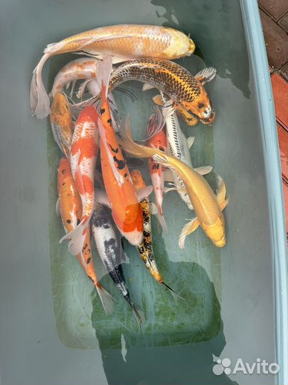 Карп кои микс