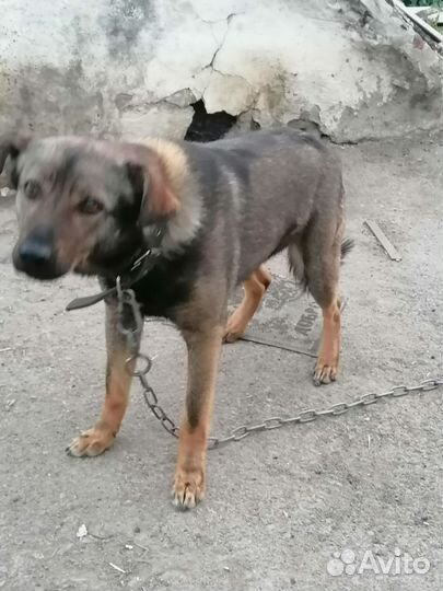 Собака в добрые руки с доплатой