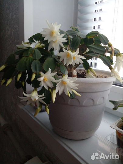 Декабрист шлюмбергера белый