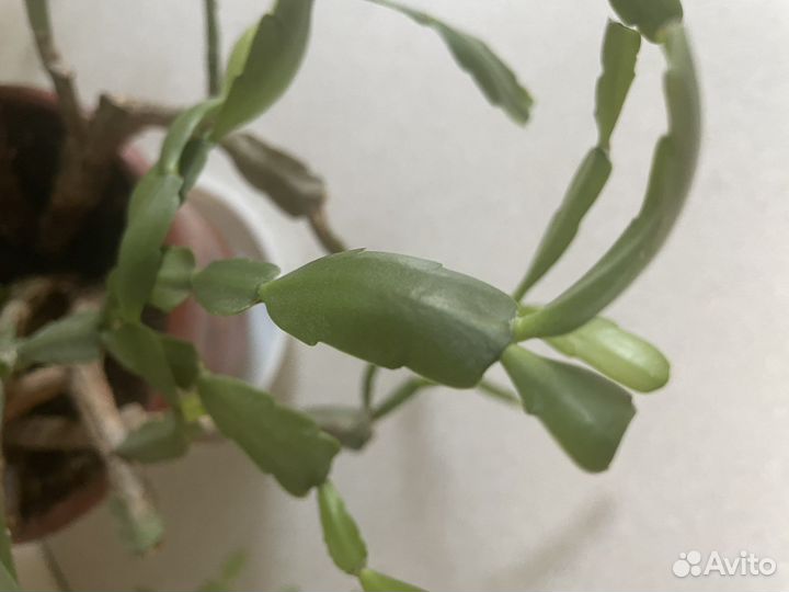 Декабрист зигокактус растение взрослое в горшке