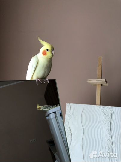 Попугай корелла самец с клеткой
