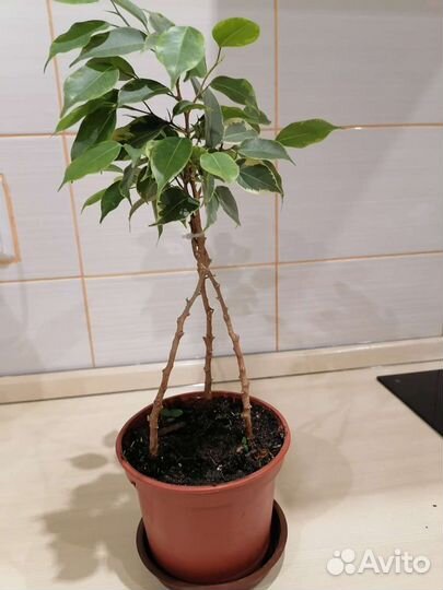 Драцена, Фикусы бенджомина и каучуконосный