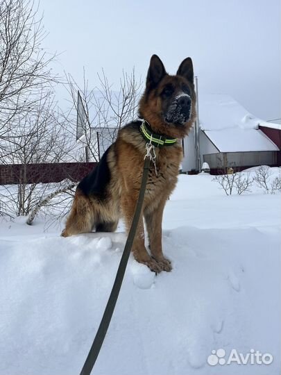 Немецкая овчарка, кобель.вязка
