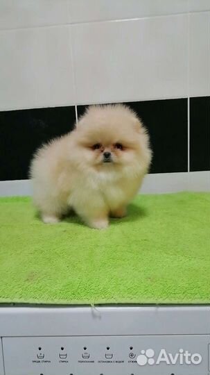Мини девочка померанский шпиц 2 месяца